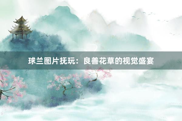 球兰图片抚玩：良善花草的视觉盛宴